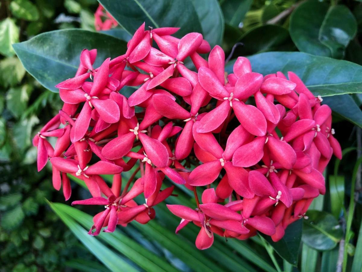 Estalagem Bougainville - Pousada-zen 2*