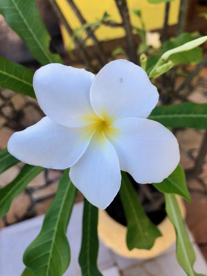 Estalagem Bougainville - Pousada-zen