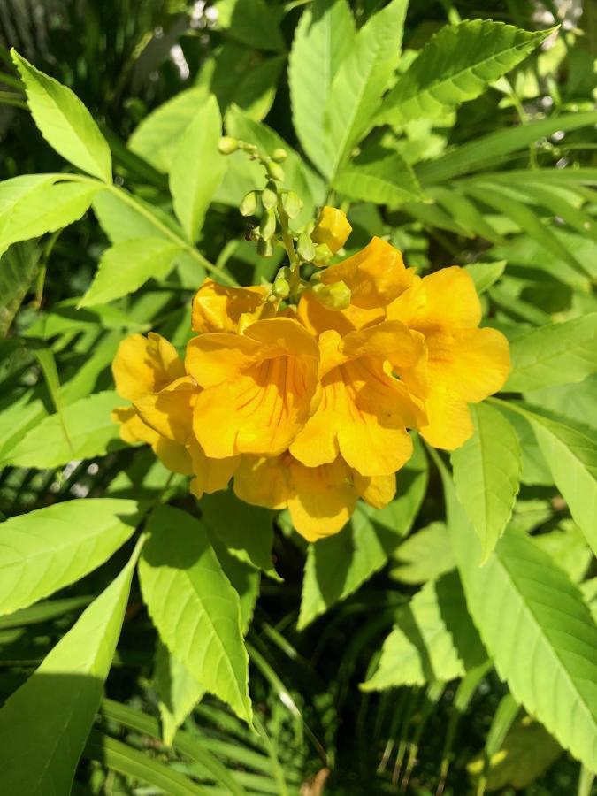 Bougainville - Pousada-zen