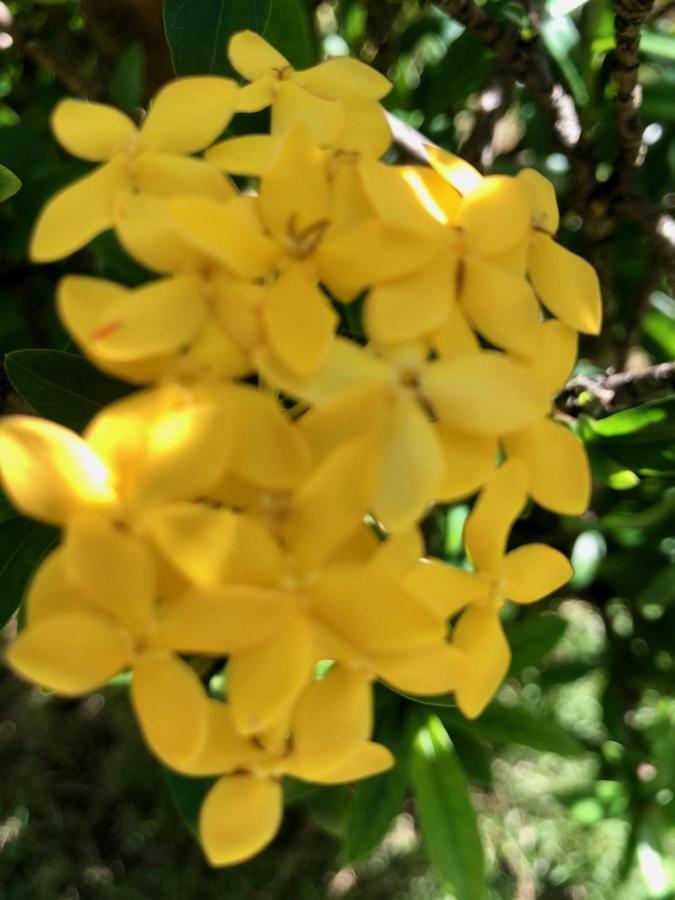 Estalagem Bougainville - Pousada-zen